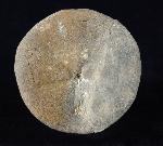 Clypeus ploti (LESKE 1778) - Bild © FossNet FossilienStore